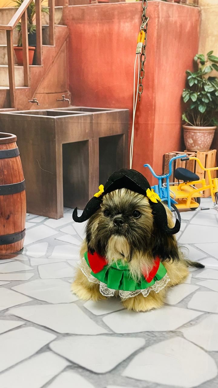 Foto 3 de Ju Pet Estética Canina - Banho, Tosa e Fotos Caninas Temáticas
