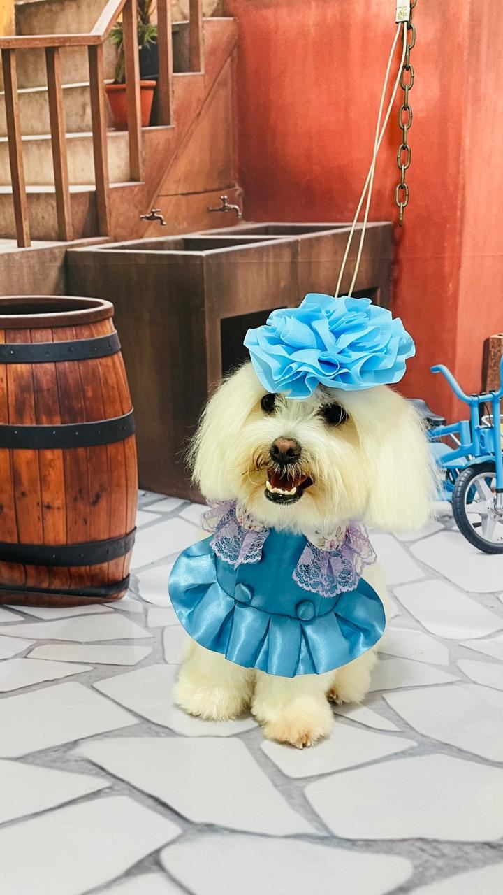 Foto 2 de Ju Pet Estética Canina - Banho, Tosa e Fotos Caninas Temáticas