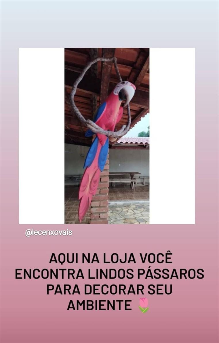 Pássaros a partir de 80,00