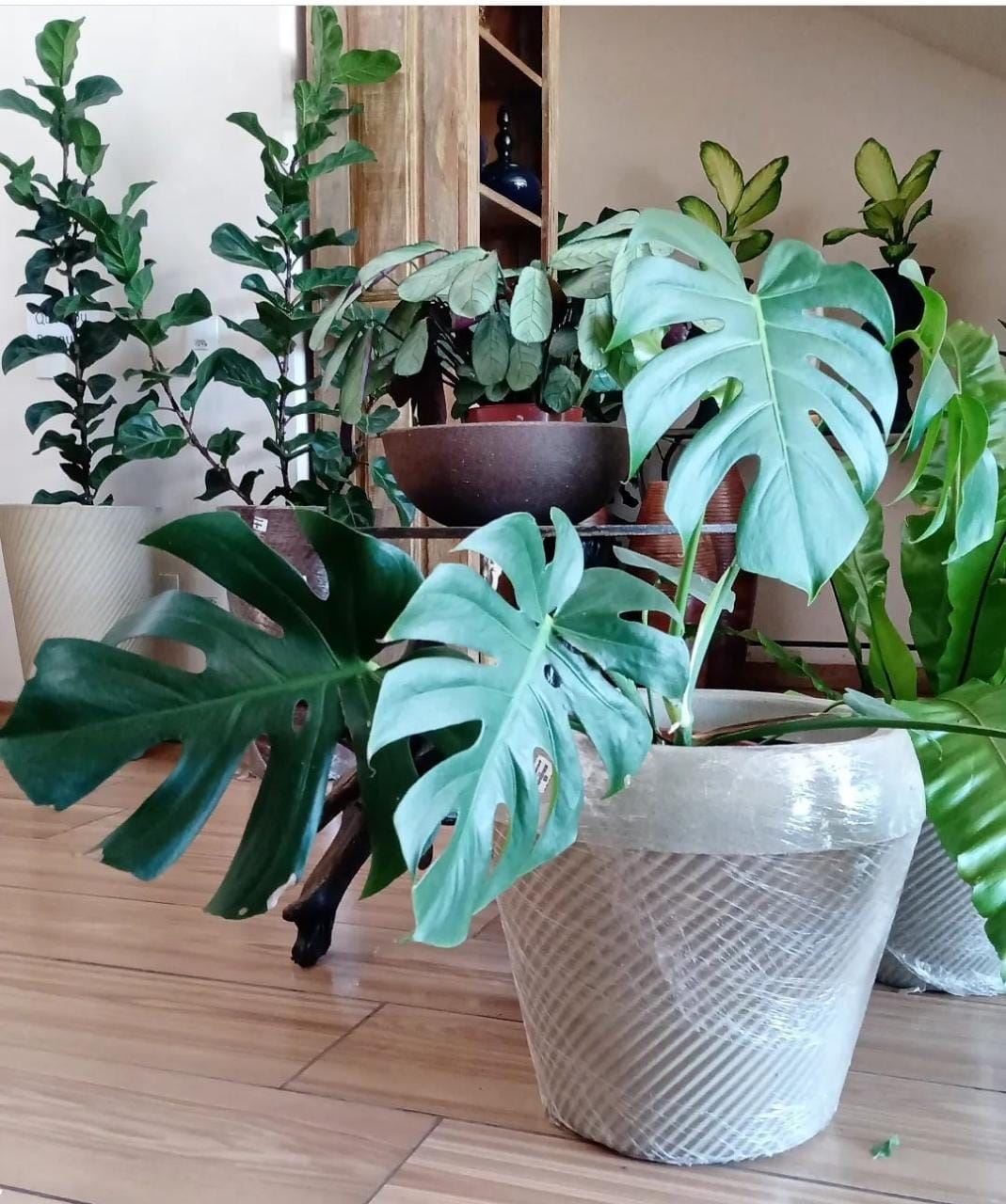 Floricultura e Presentes Santo Antonio