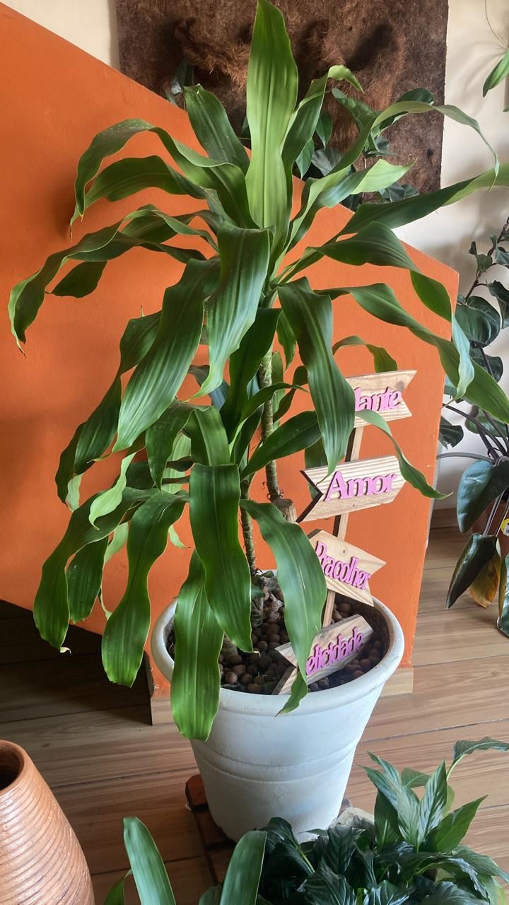 Floricultura e Presentes Santo Antonio