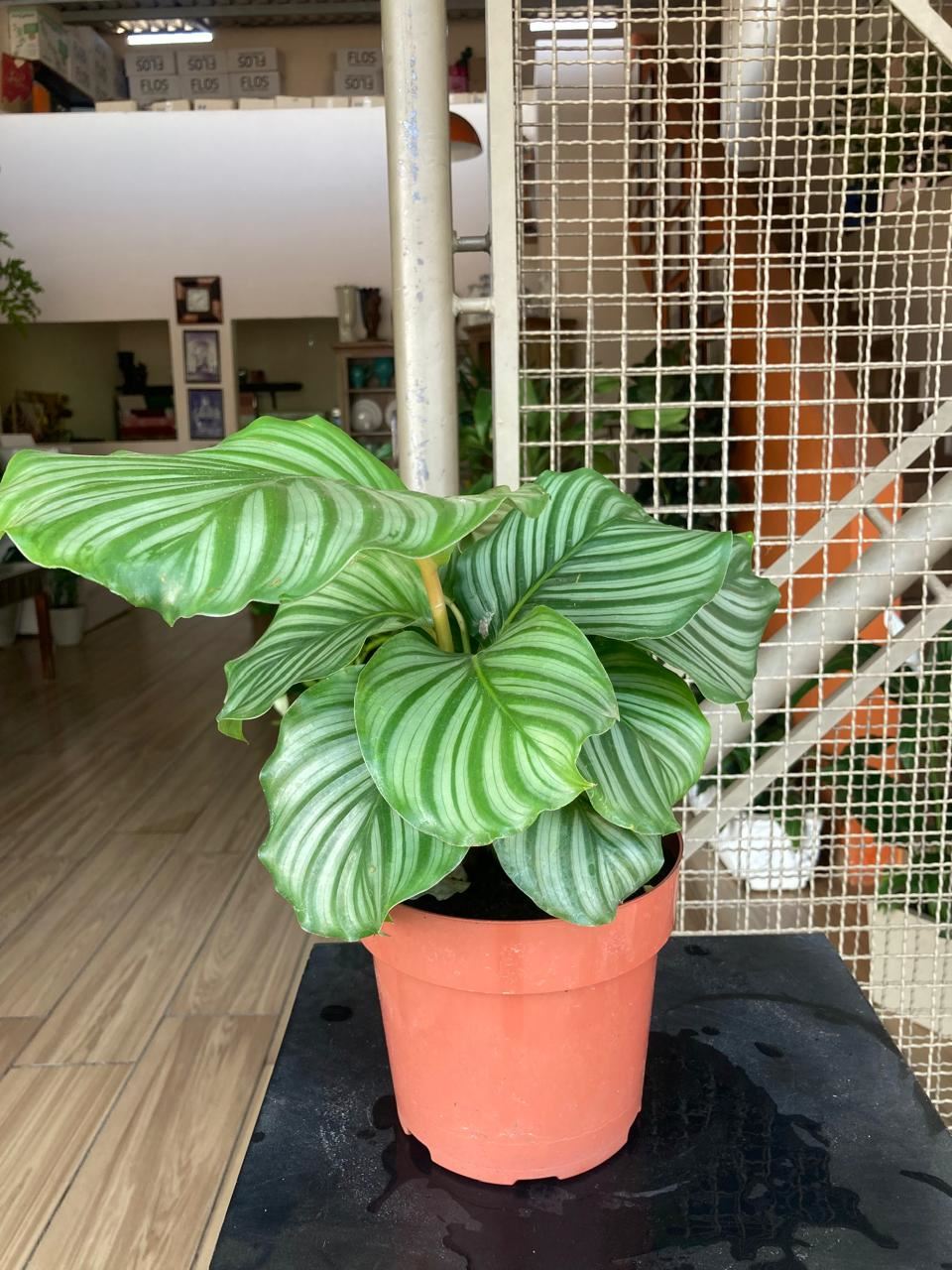 Floricultura e Presentes Santo Antonio