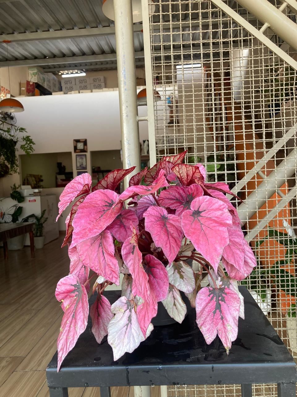 Floricultura e Presentes Santo Antonio