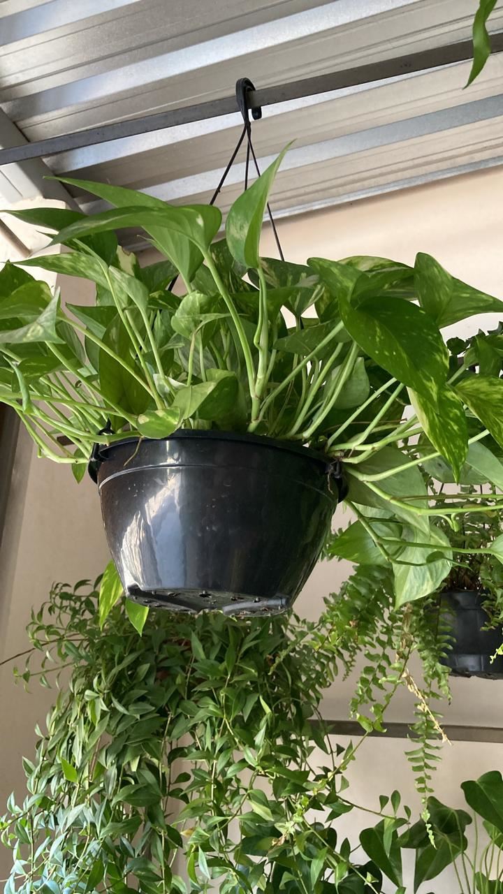 Floricultura e Presentes Santo Antonio