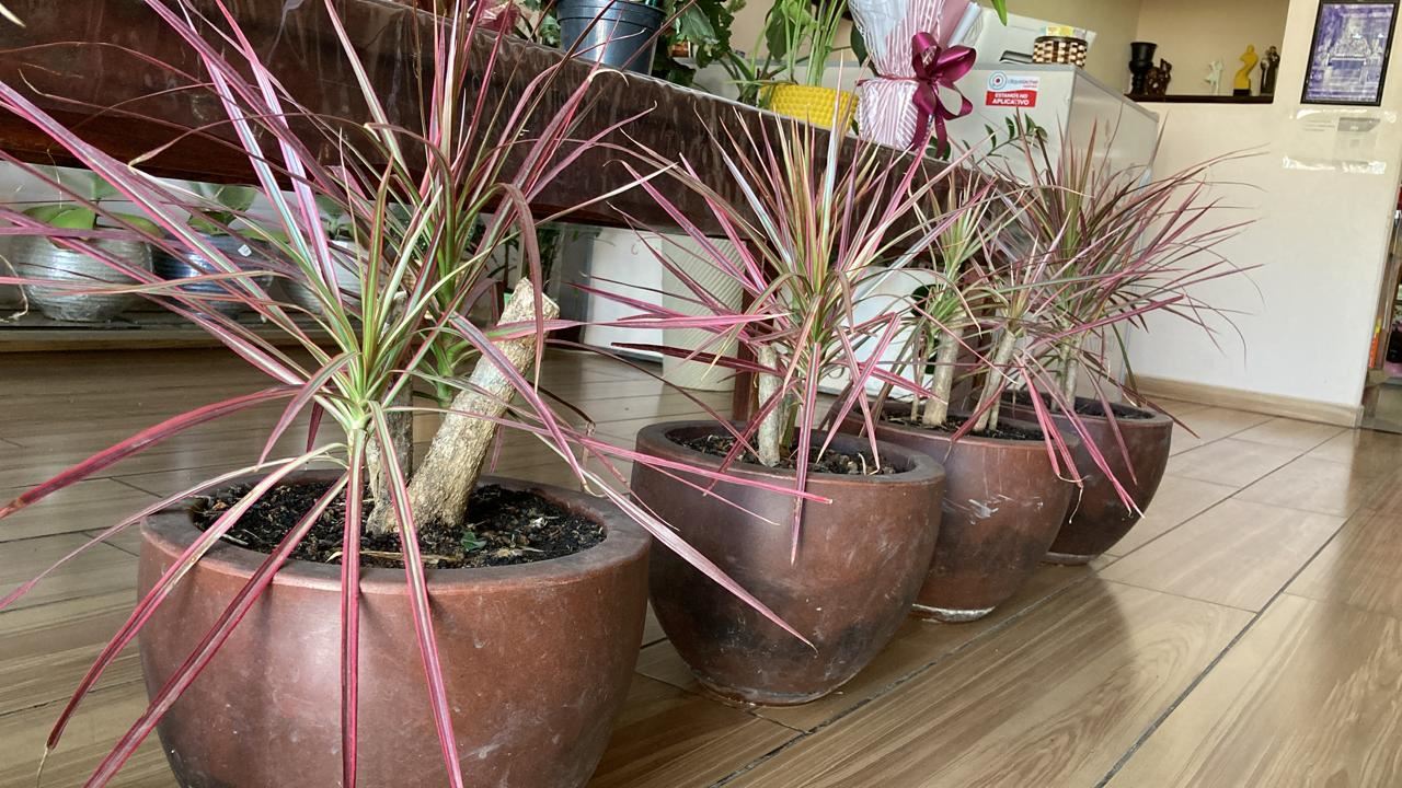 Floricultura e Presentes Santo Antonio