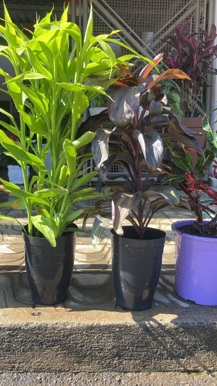 Floricultura e Presentes Santo Antonio