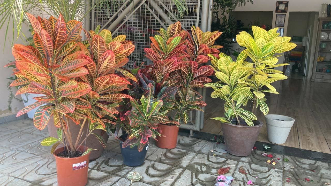 Floricultura e Presentes Santo Antonio