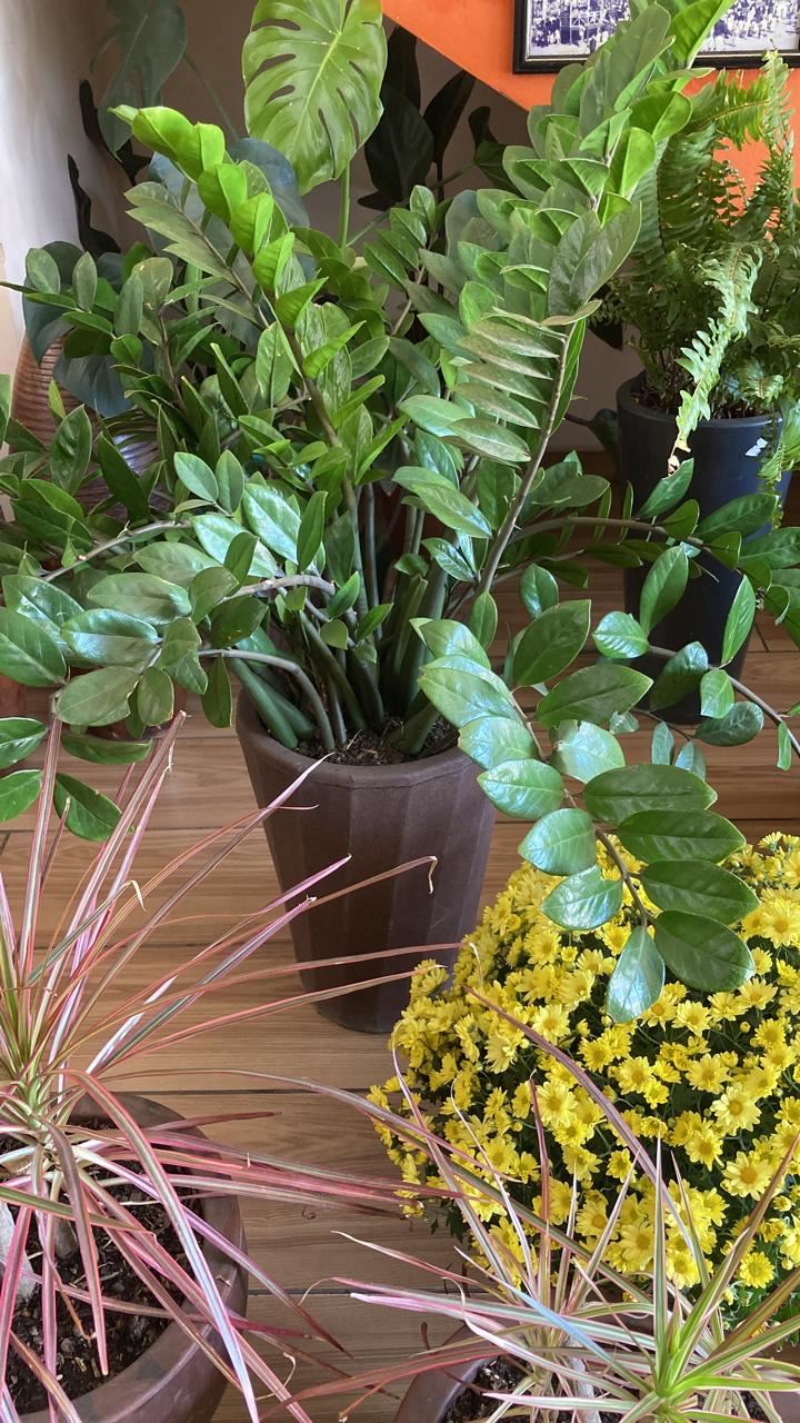 Floricultura e Presentes Santo Antonio