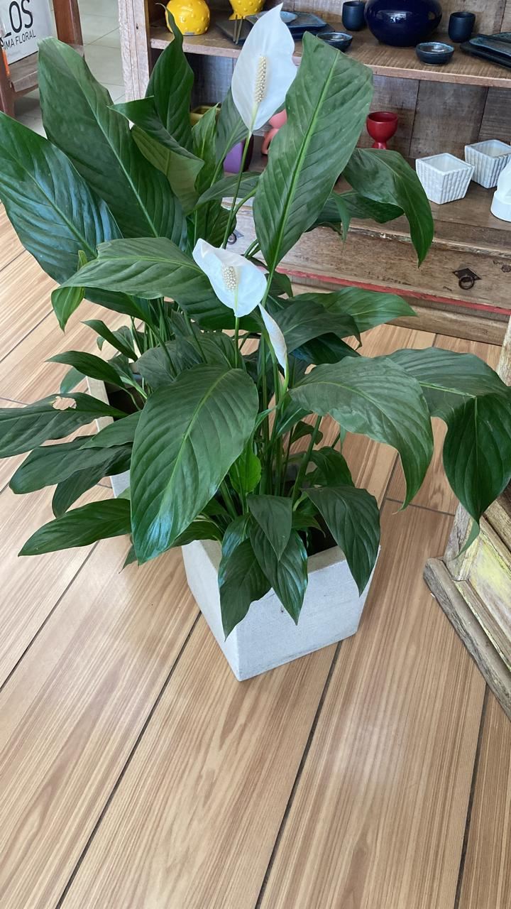 Floricultura e Presentes Santo Antonio