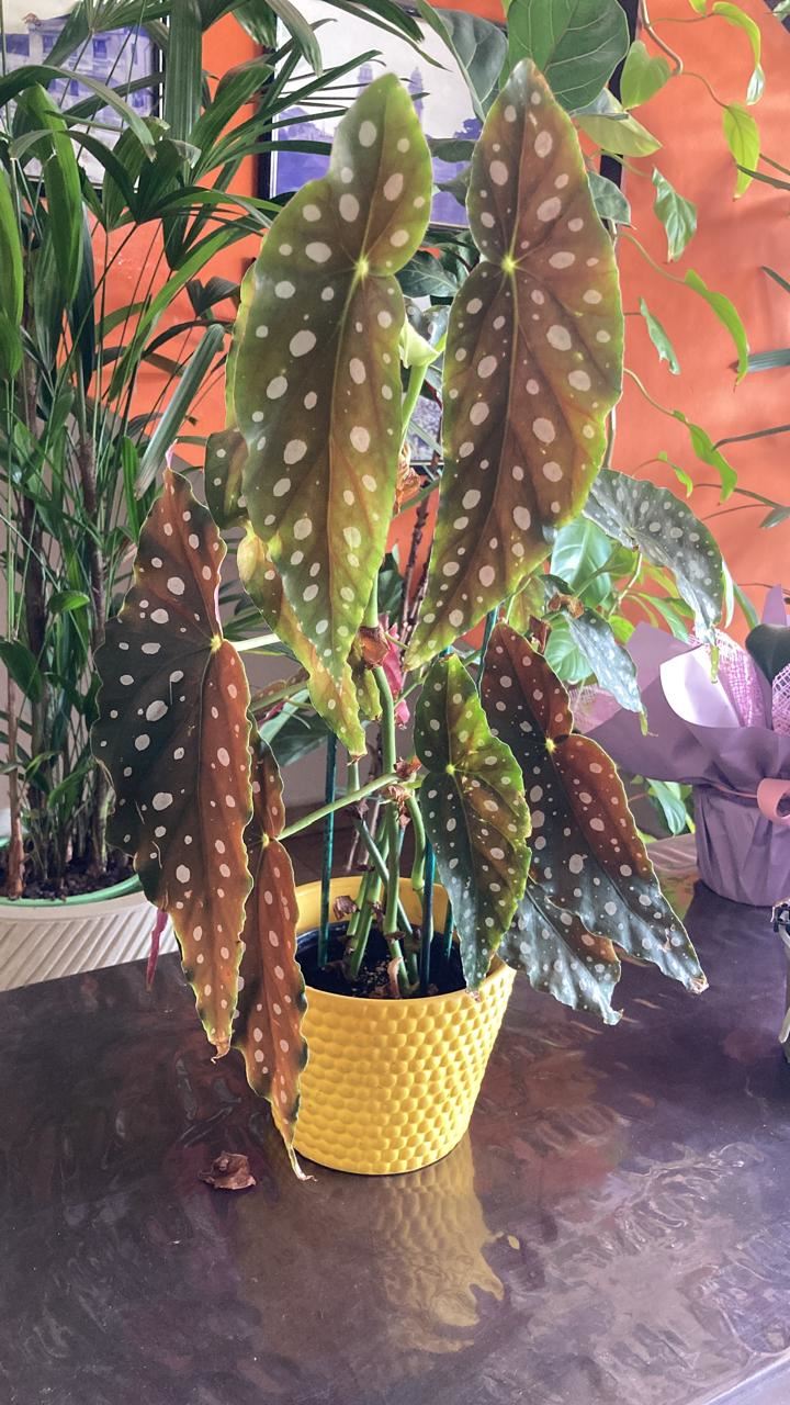 Floricultura e Presentes Santo Antonio