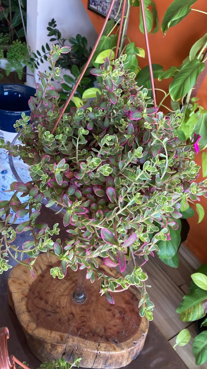 Floricultura e Presentes Santo Antonio