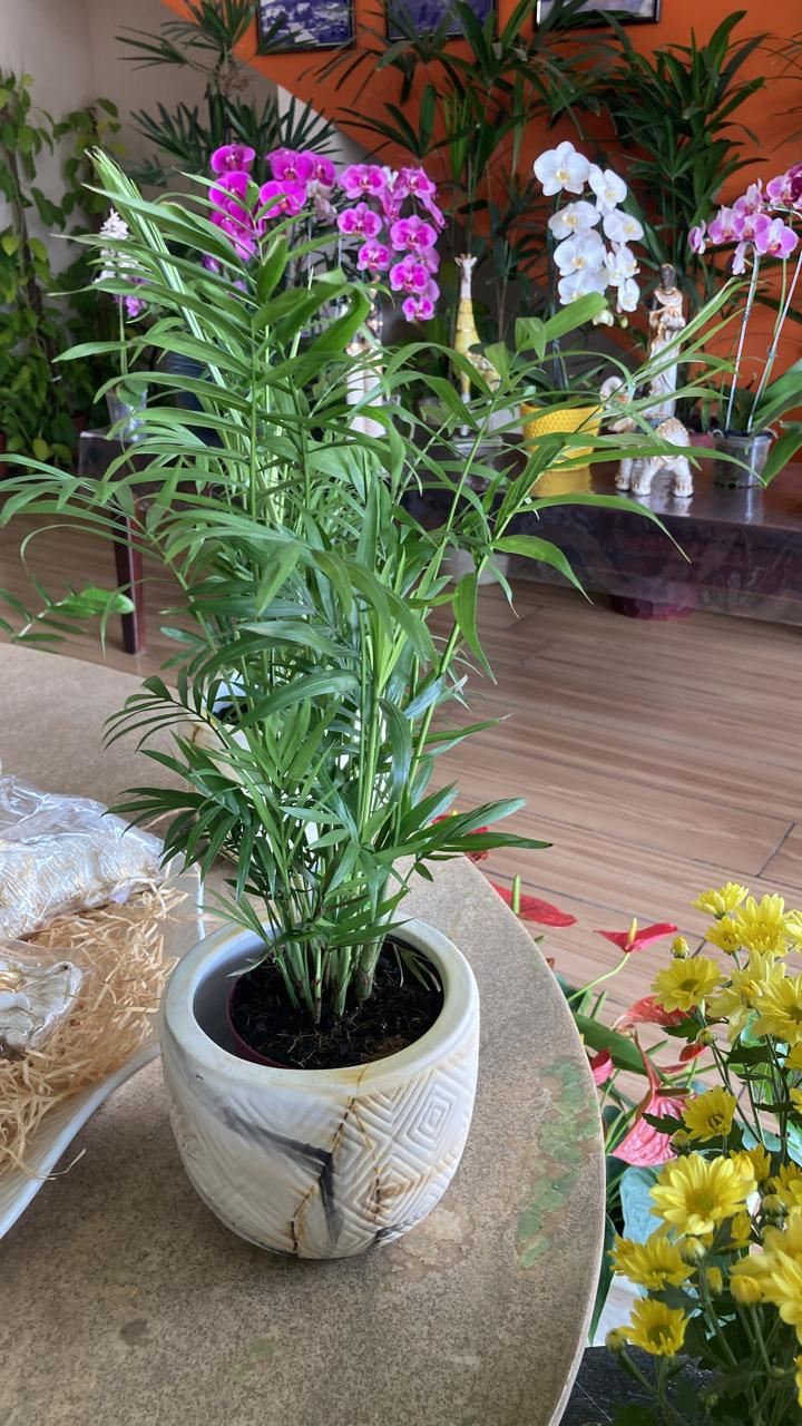 Floricultura e Presentes Santo Antonio