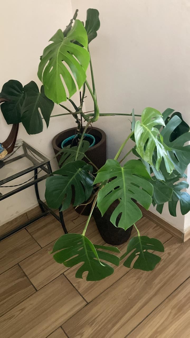 Floricultura e Presentes Santo Antonio