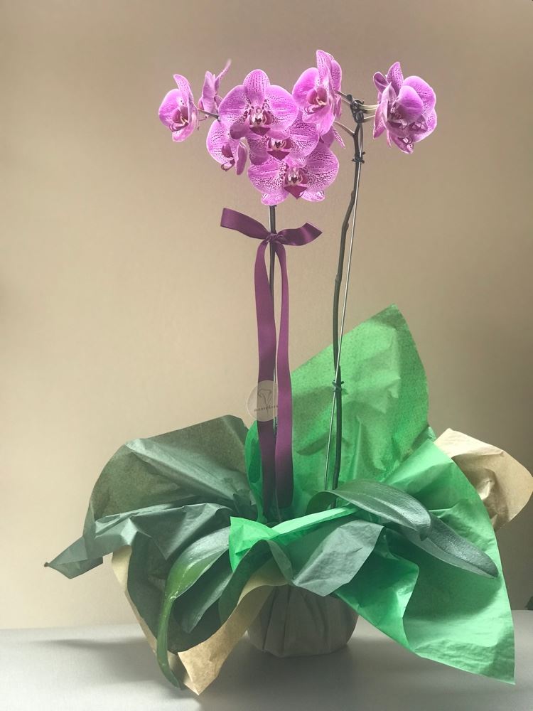 Orquídea duas aste