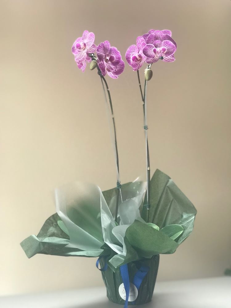 Orquídeas ótimas opções para se presentear e presentear quem você ama 🌸❤️