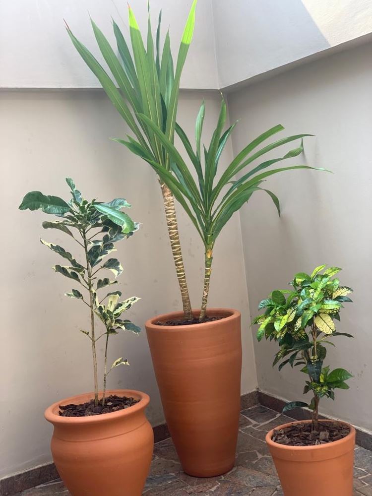 Linda composição de plantas nos vasos de cerâmica 🪴🌸