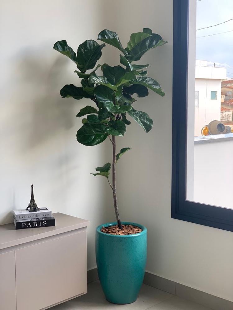 Linda Fícus em um vaso de cerâmica esmaltada para dar mais charme na casa do nosso cliente . 