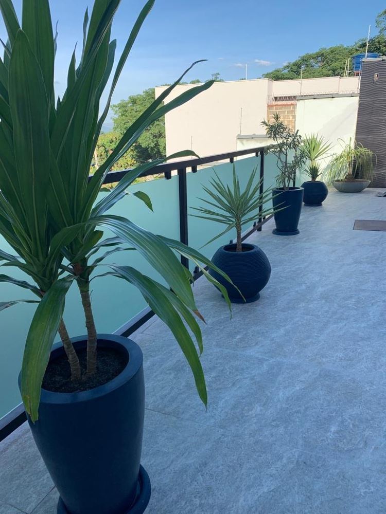 Composição de vasos de polietileno azuis para realçar mais ainda a beleza das plantas 🪴 