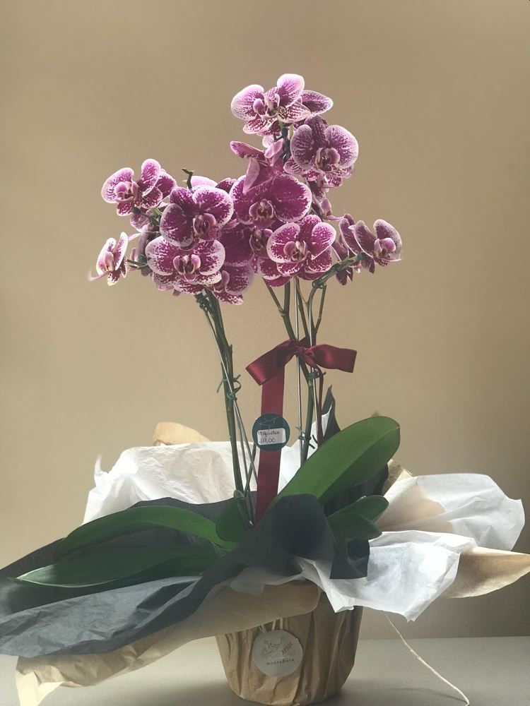 Orquídeas 