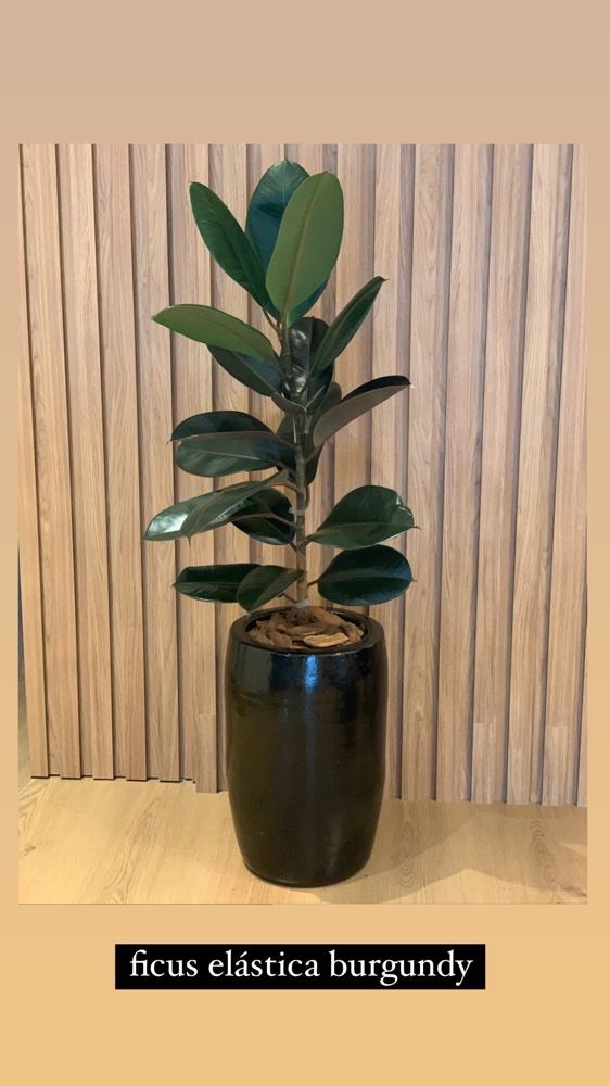 A Fícus Elástica plantada em um vaso de cerâmica esmaltada 🪴✨