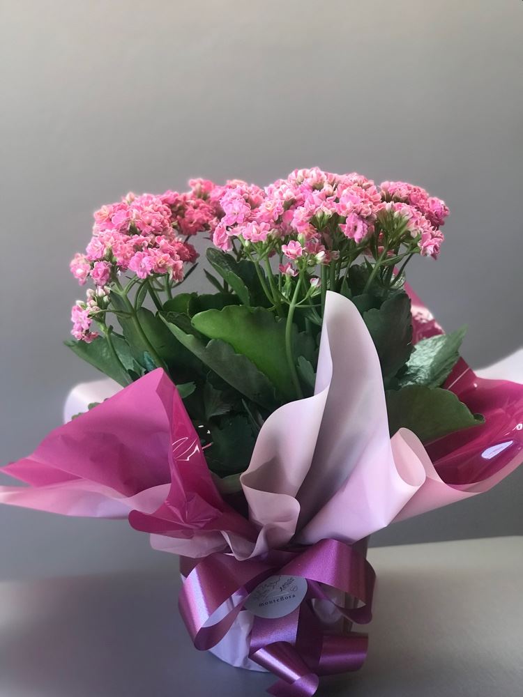 Kalandiva 🌺


Presenteia quem você ama 💕


Fazemos entregas (taxa 6,00)