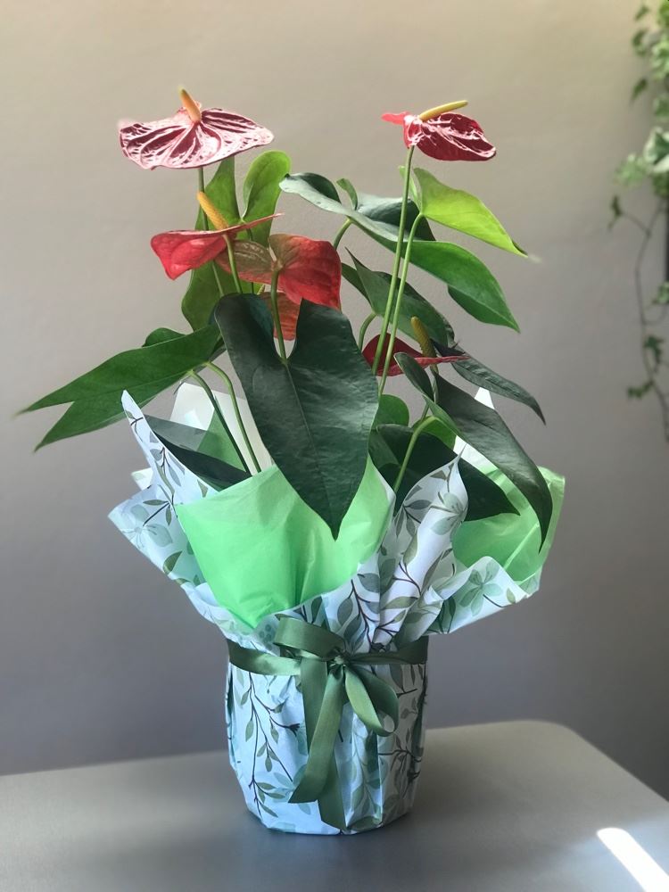 Antúrio  vermelho 🪴

Presenteia com flores 🌺 


Fazemos entregas (taxa 6,00) 