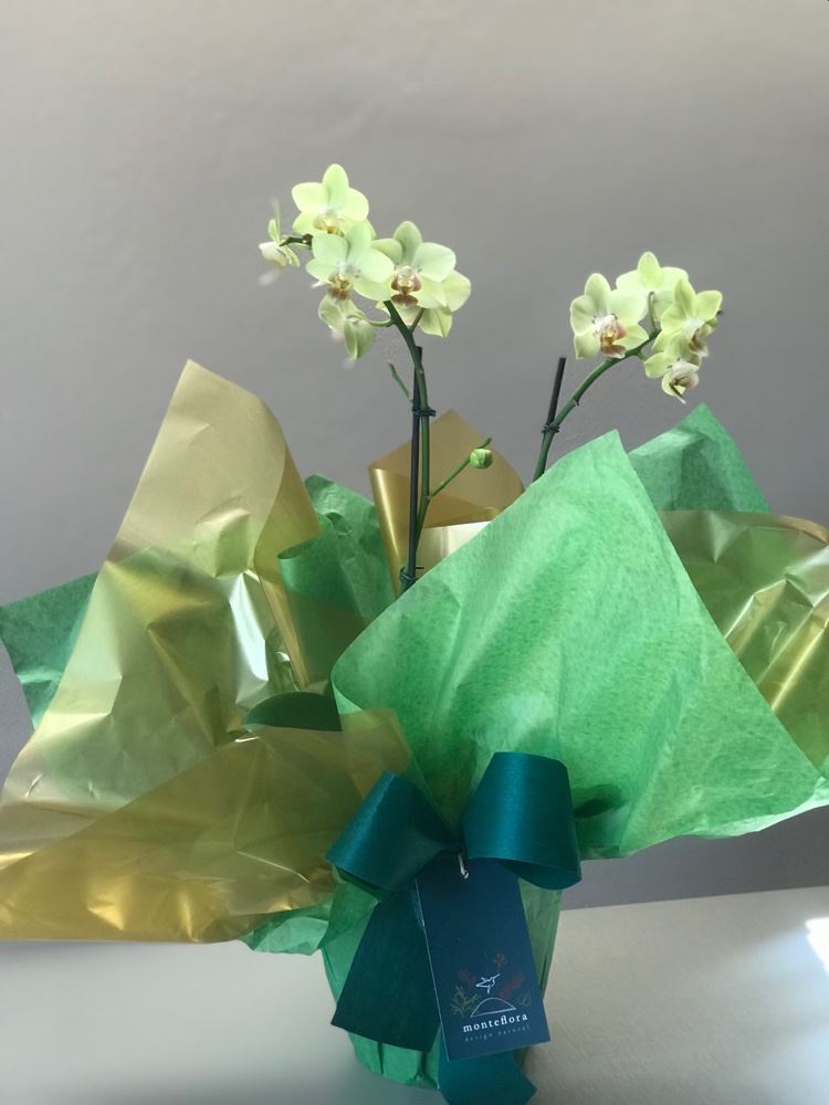 Mini orquídea 🌸