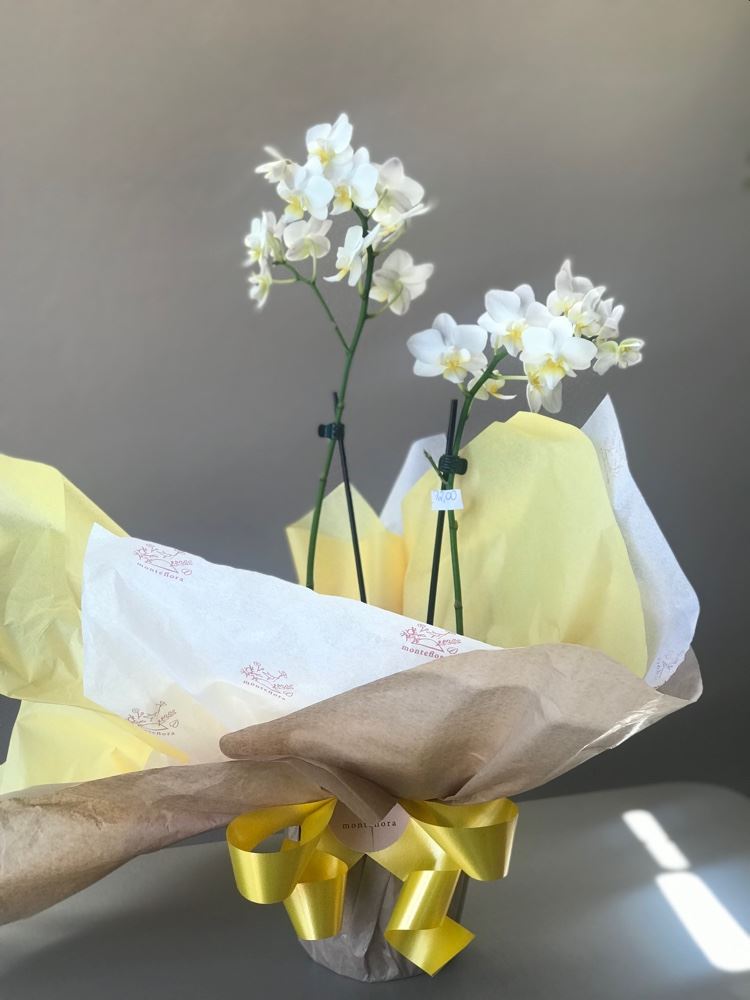 Mini orquídea 🌼