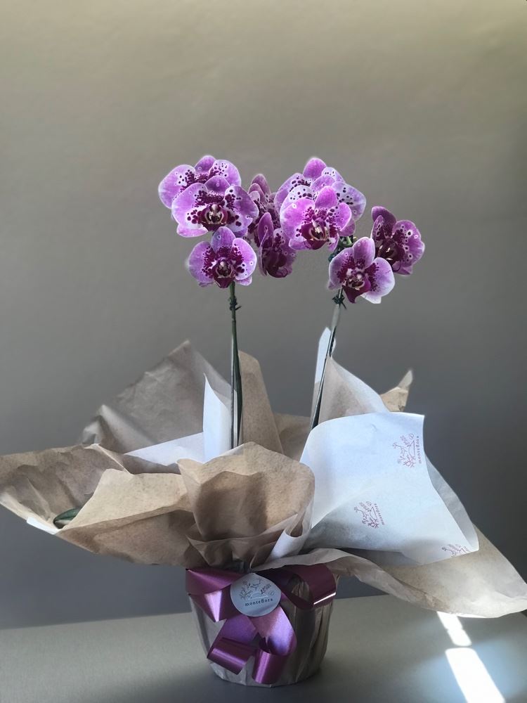Orquídea 2 aste 🌺