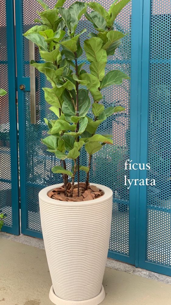 Fícus Lyrata, planta fixa para interiores!