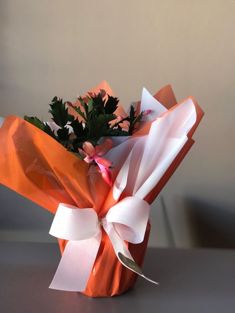 Flor de maio 