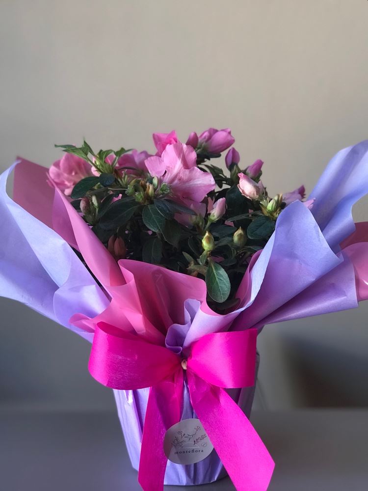 Azaleia 🌺 
Apenas R$38,00