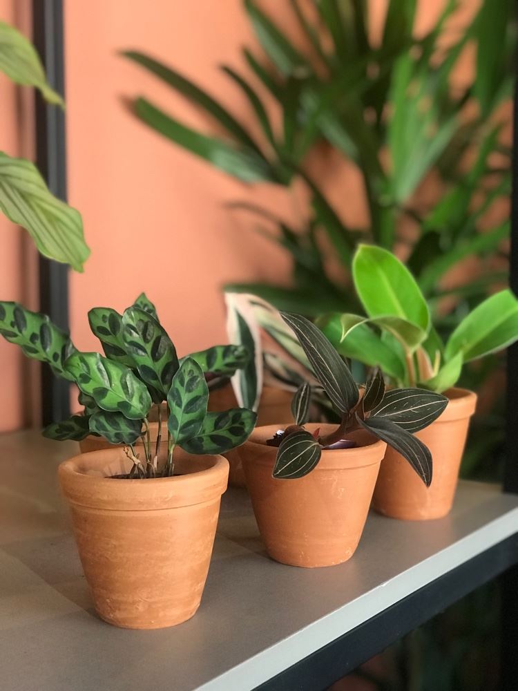 Que charme os mini vasinhos de cerâmica 😍
