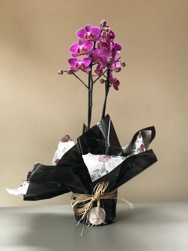Orquídea mídi R$78,00

Fazemos entregas 