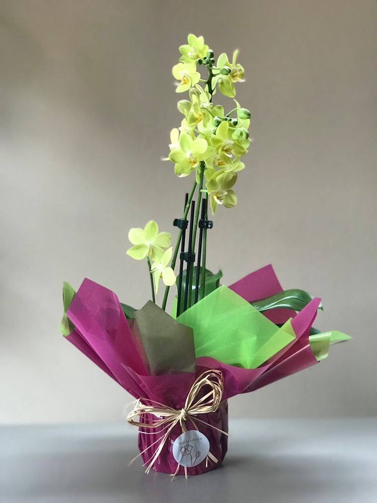 Orquídea mídi R$78,00

Fazemos entregas 