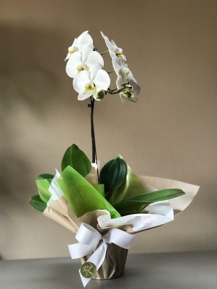 Orquídea cascata R$128,00

Fazemos entregas 