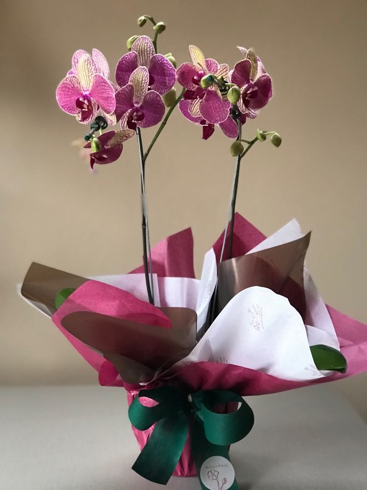 Orquídea duas aste R$108,00

Fazemos entregas 