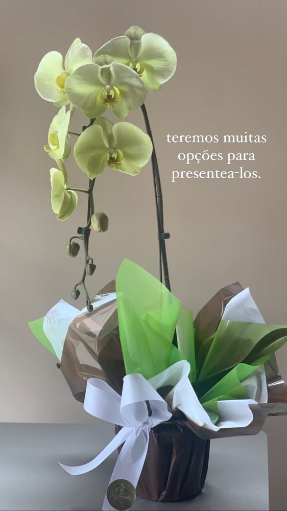 Orquídea cascata 