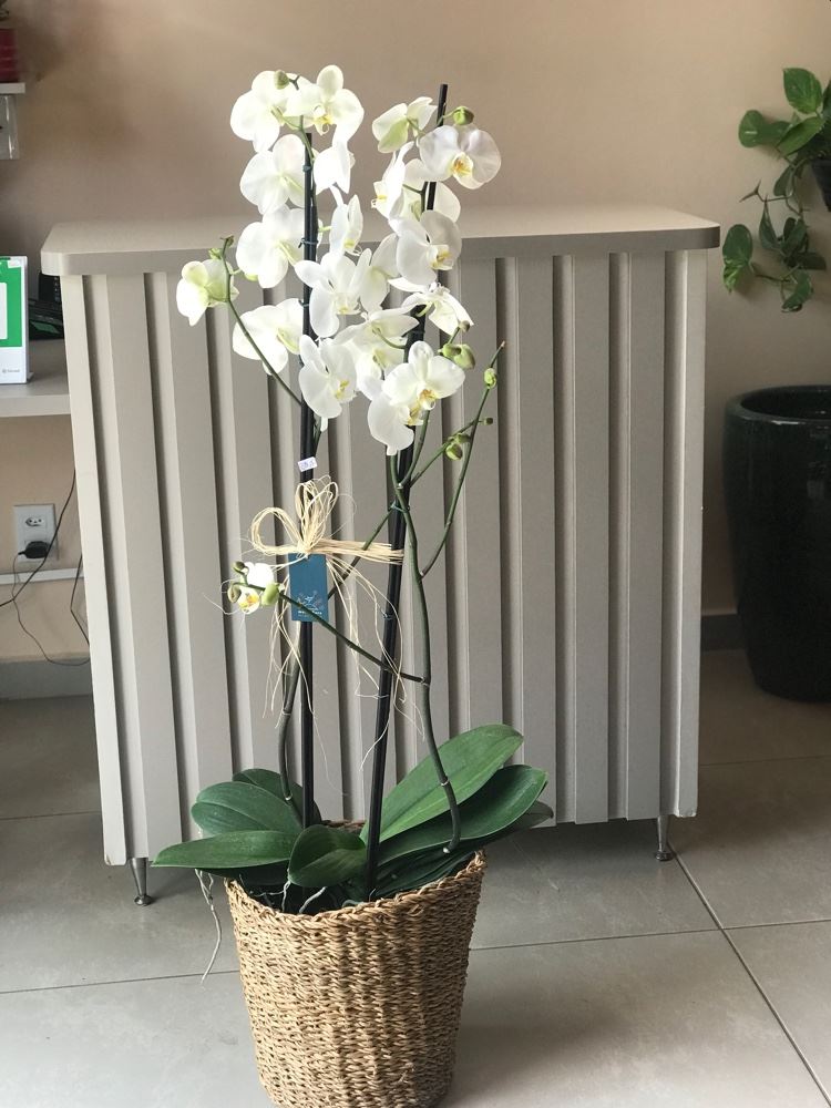 Orquídea de chão 