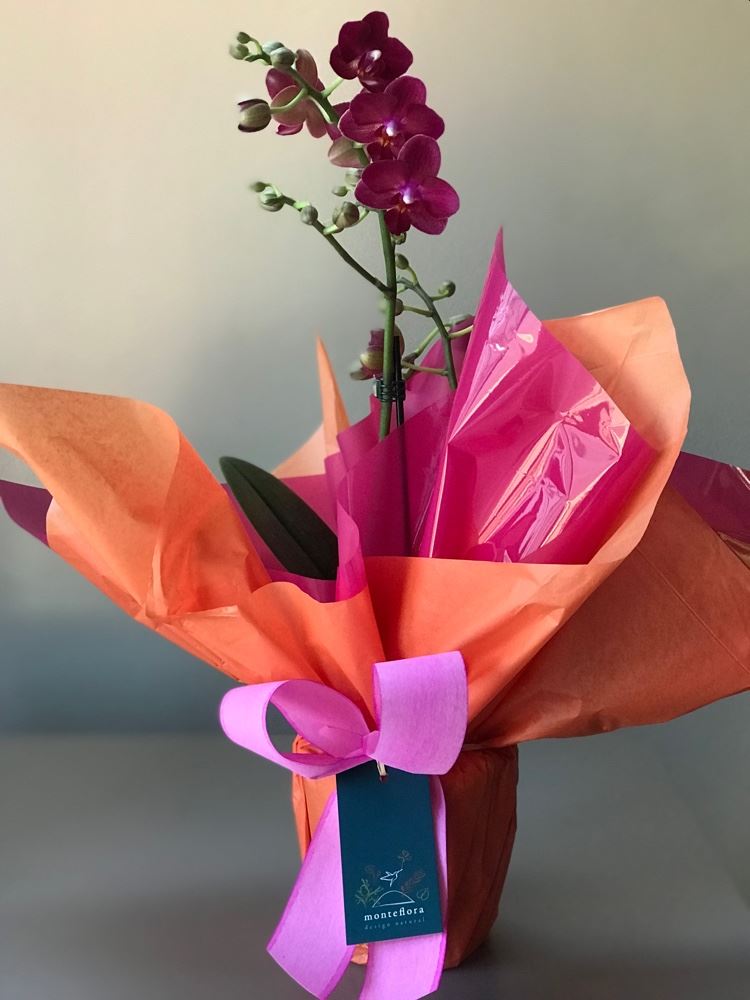 Mini Orquídea