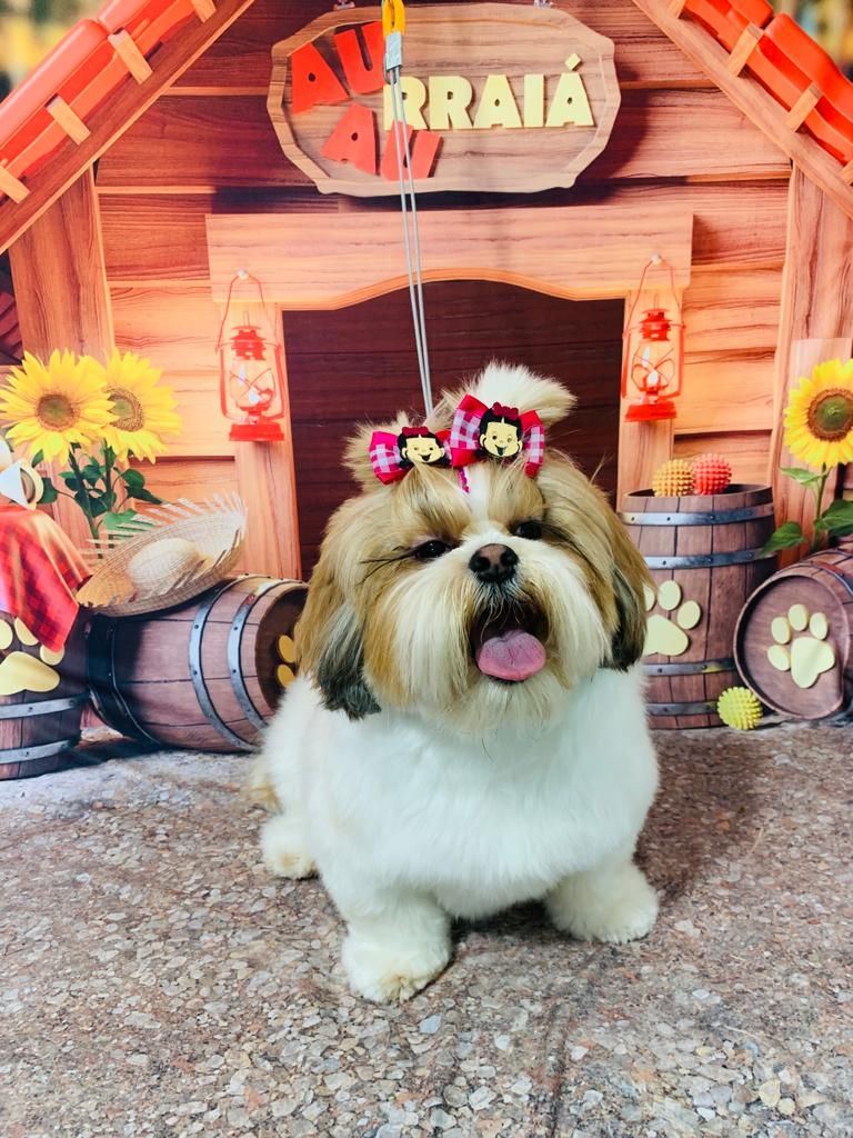 Ju Pet Estética Canina