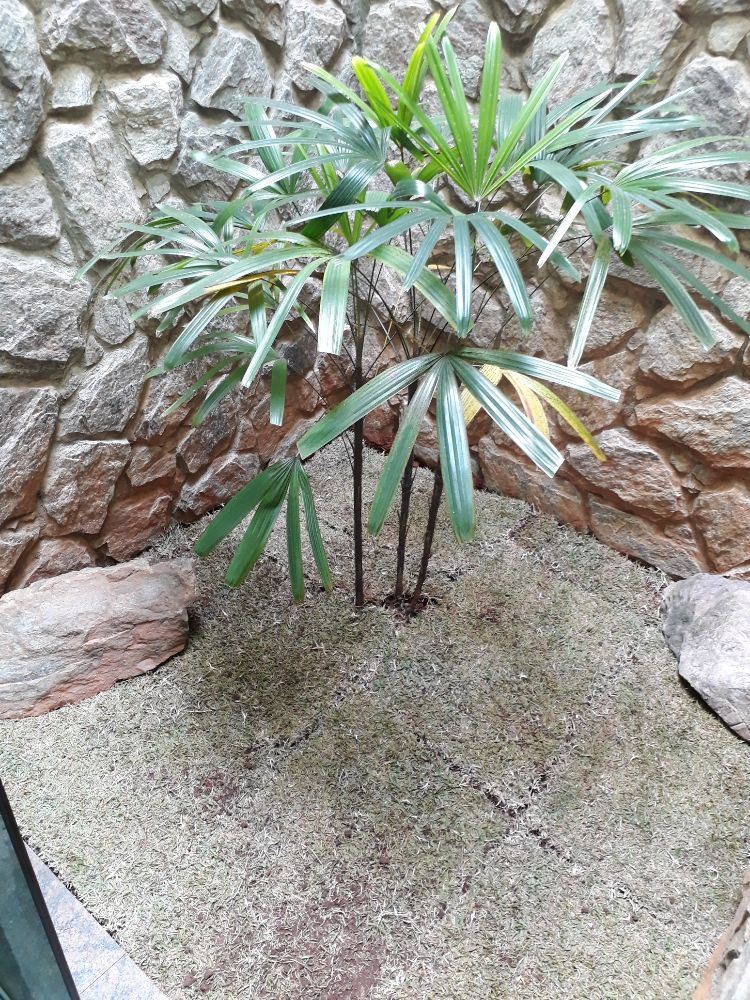 Serginho & Chinho - Prestação de Serviços de Jardinagem em Geral