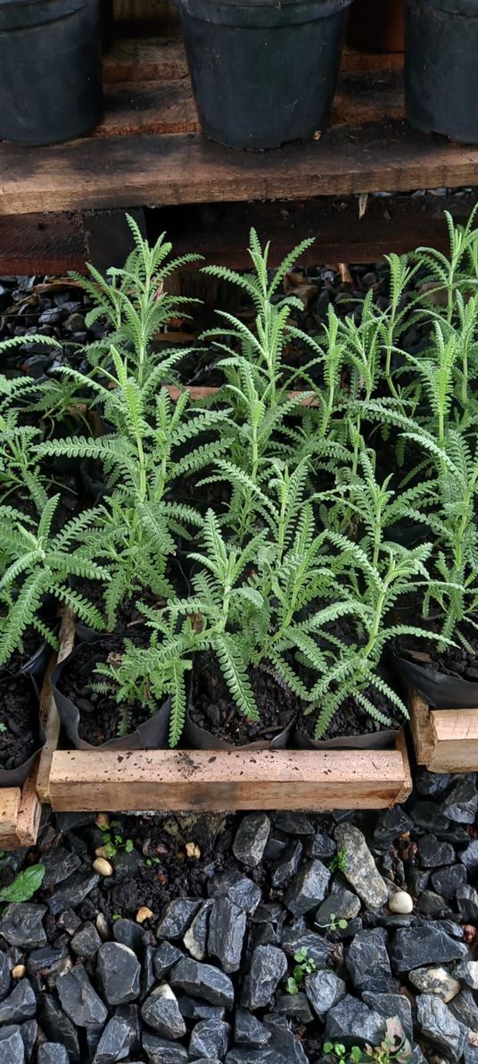 Mudas de Lavanda.