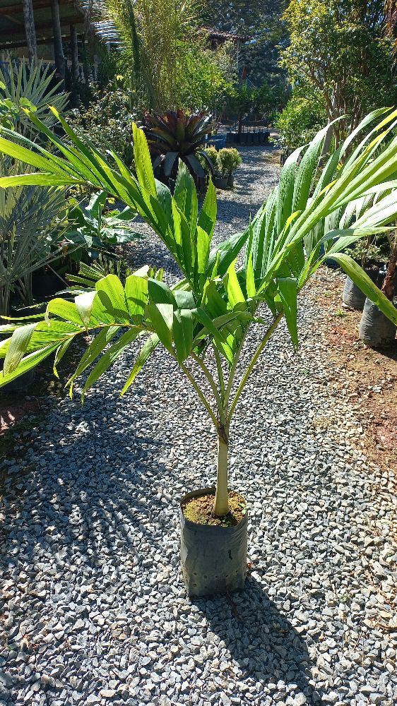 Palmeira Veitchia. 