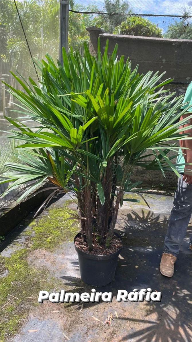 Palmeira Ráfia. 